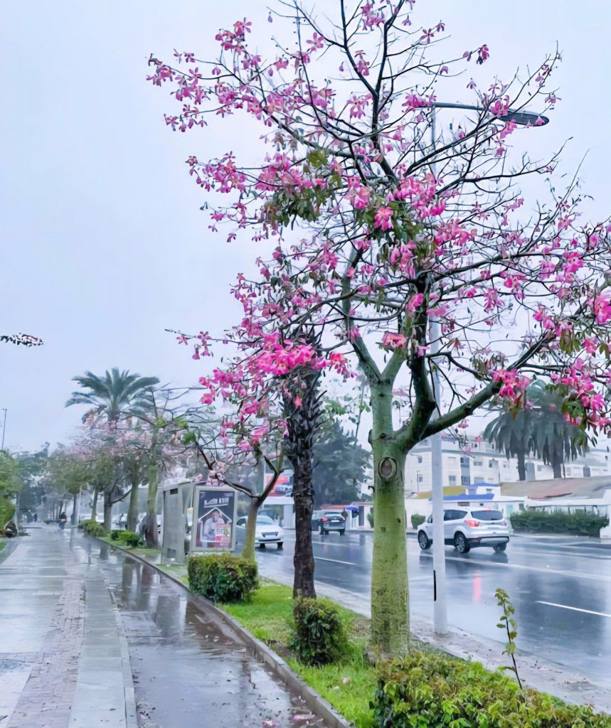 Cây Hồng Sợi Tơ