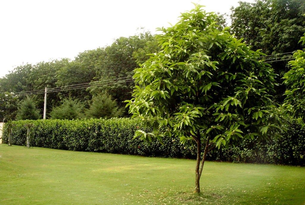 ngọc lan hoa vàng