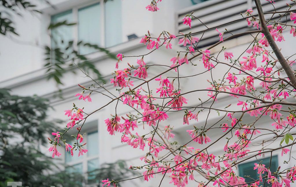 Hoa Hồng Mỹ Nhân