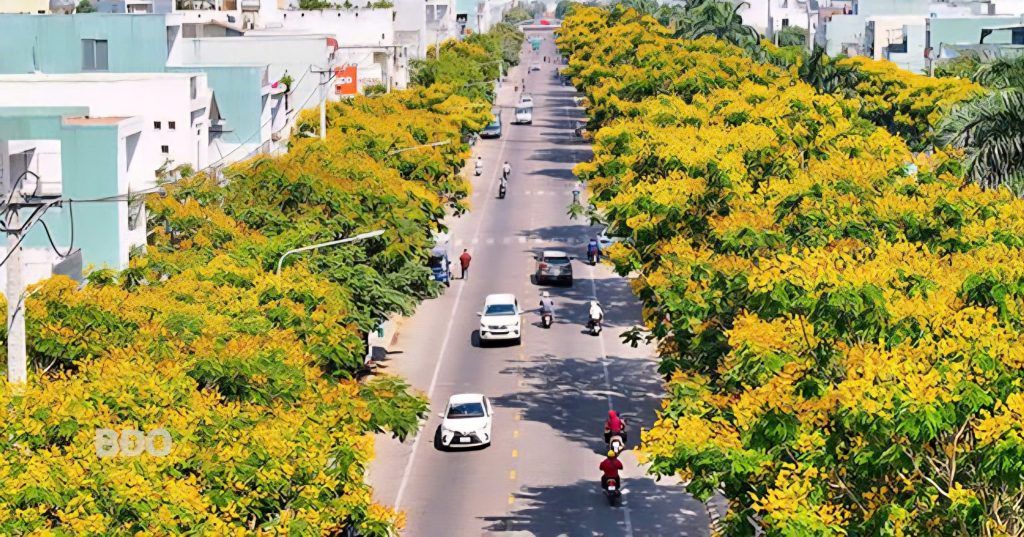 cay muong kim phuong