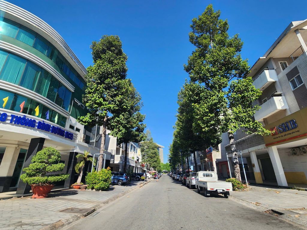 cây dầu rái đẹp