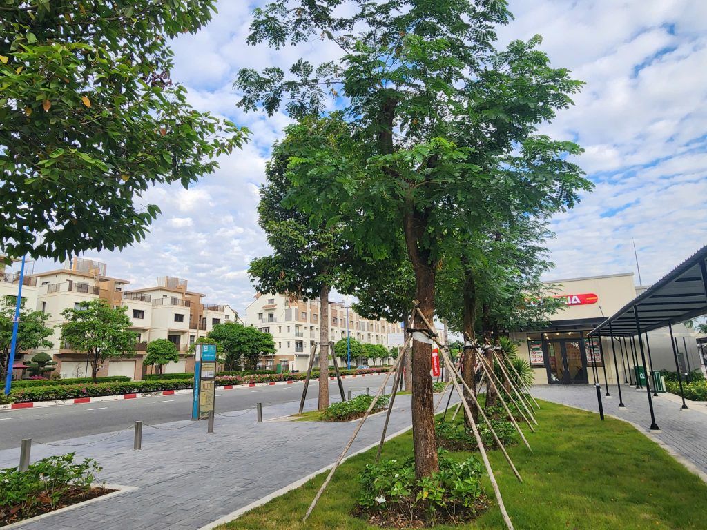 cây me tây giá rẻ