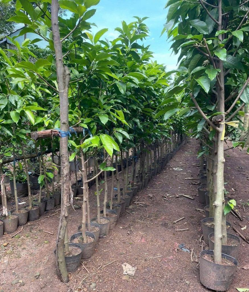 cây ngọc lan đẹp