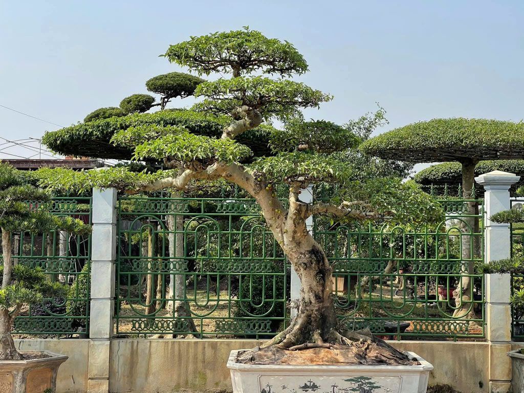 cây sung bonsai