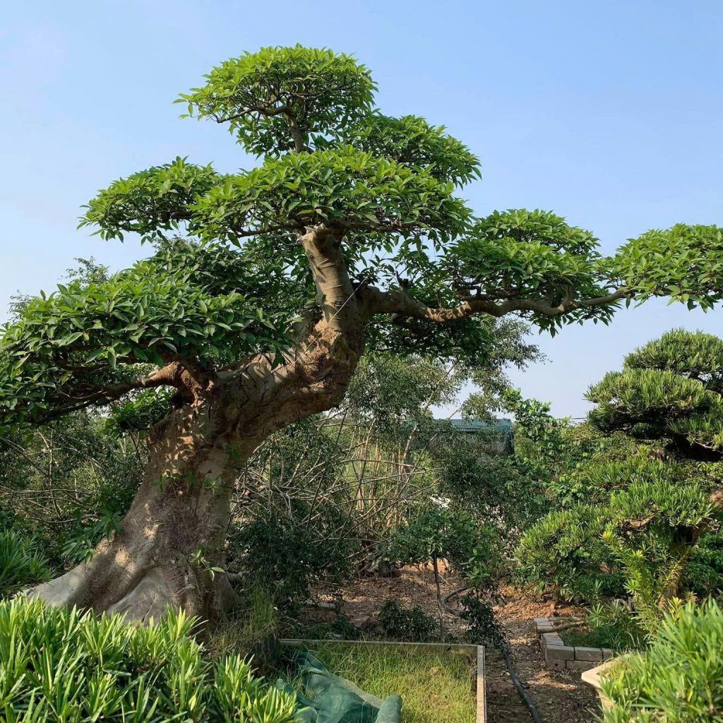 cây sung dáng bay