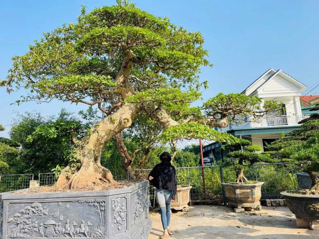 sung bonsai đẹp
