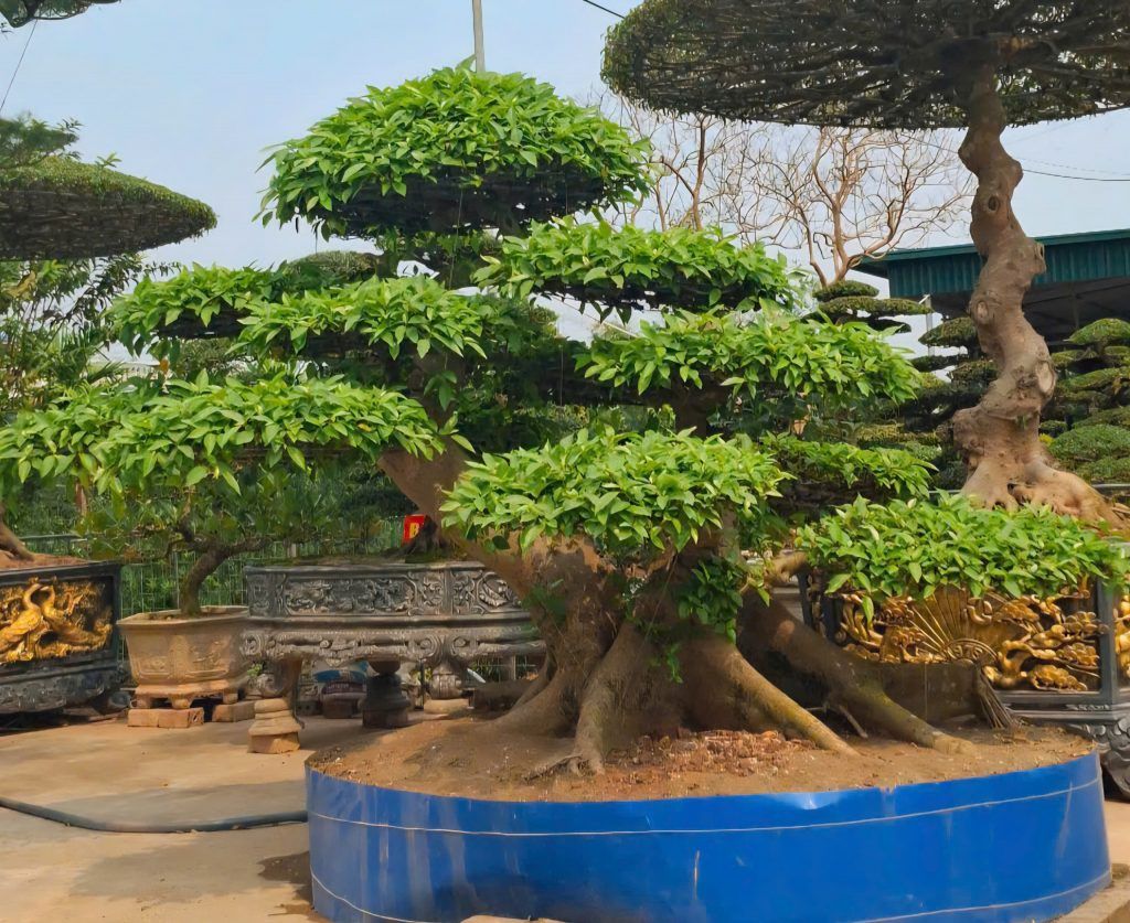 cây sung bonsai