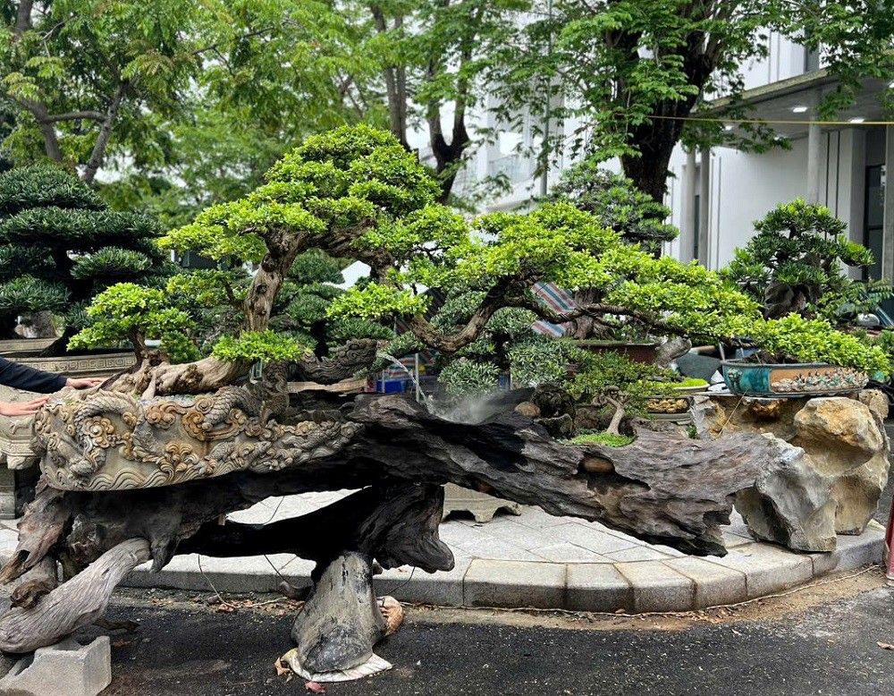 cây nguyệt quế bonsai