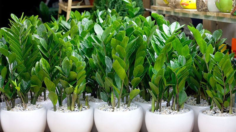 cây để bàn thờ thần tài cây kim tiền