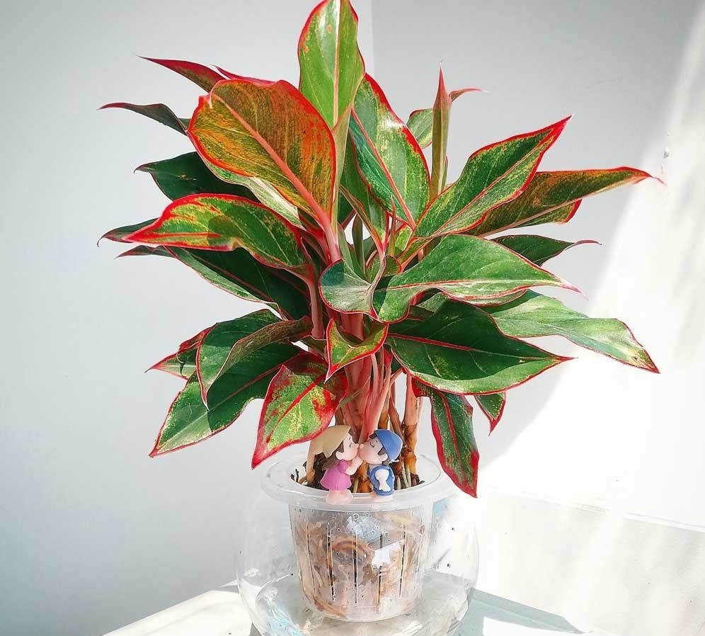 Cây để bàn thờ thần tài cây Phú Quý