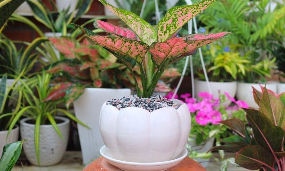 Cây để bàn thờ thần tài cây Vạn Lộc