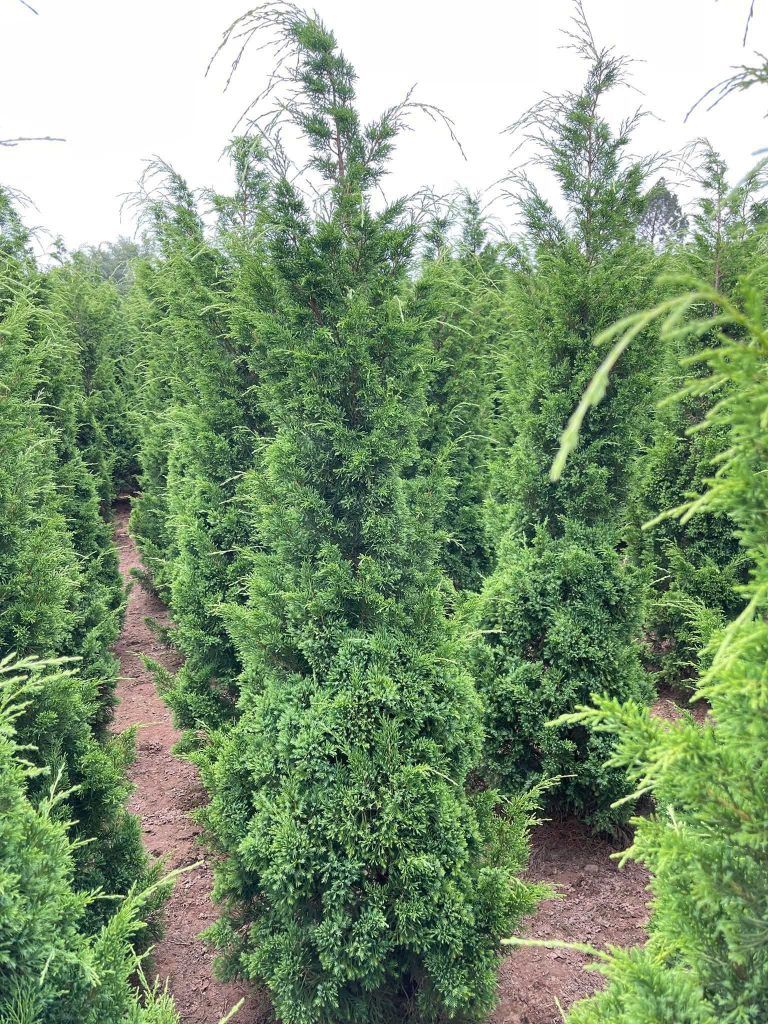 cây tùng kim đẹp