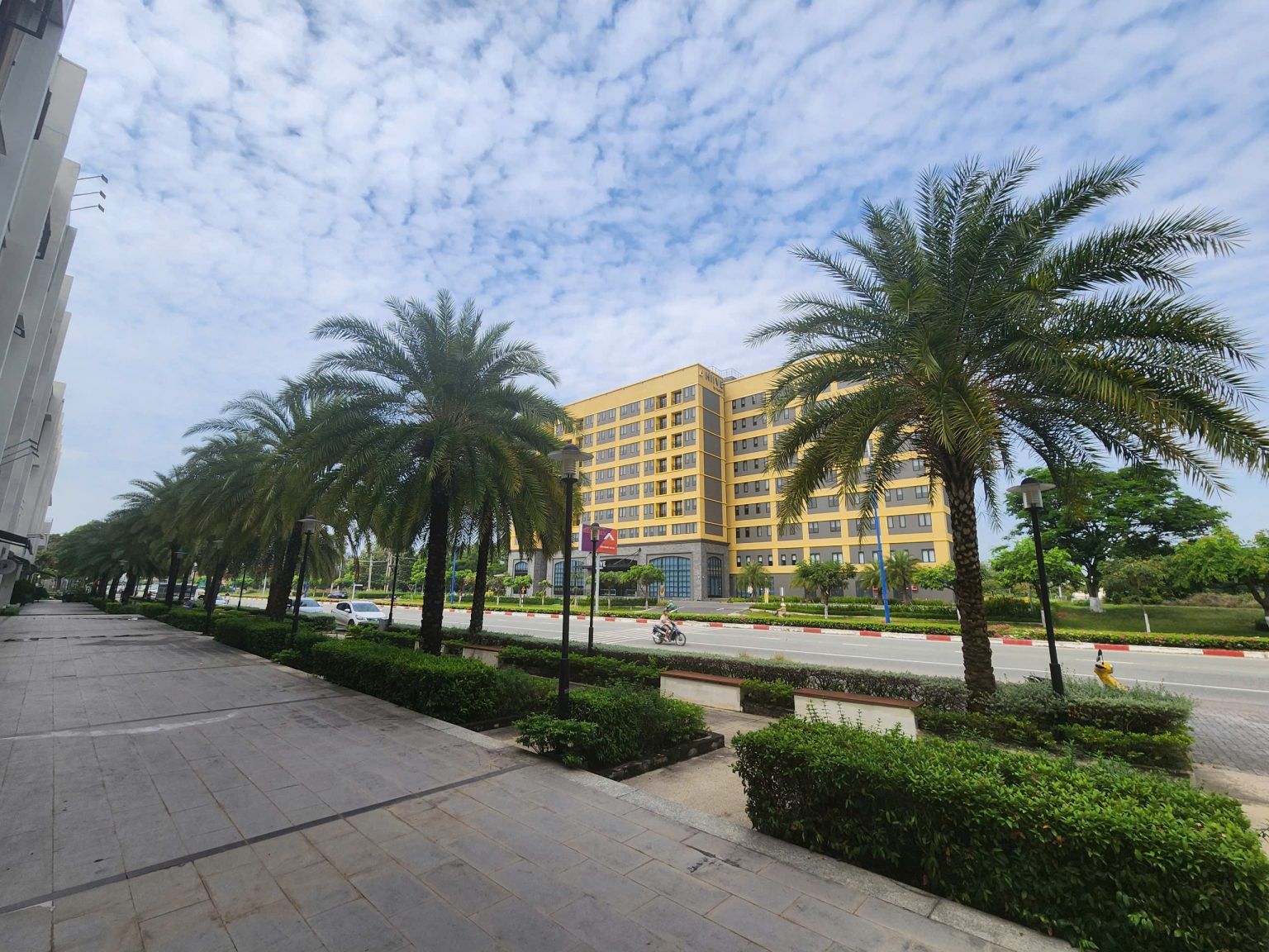 cây chà là đẹp