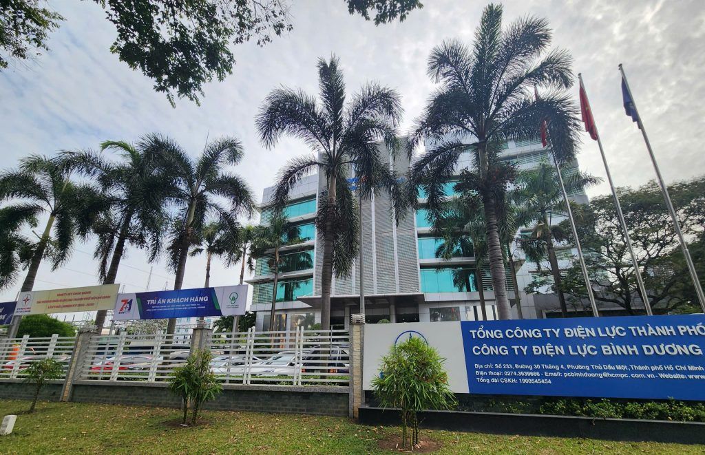 cây cau đuôi chồn