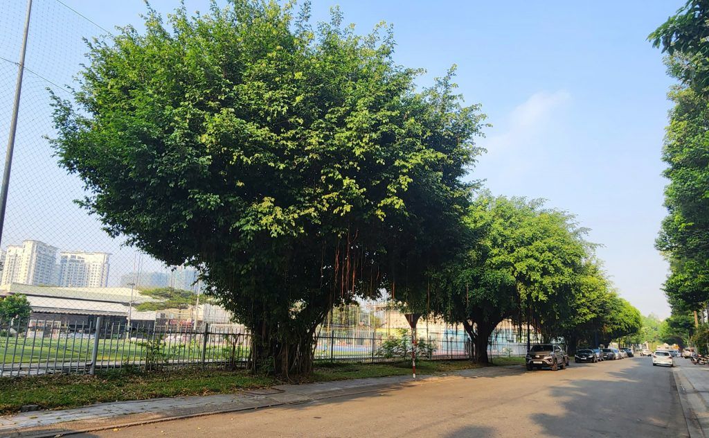 sanh bóng mát đẹp