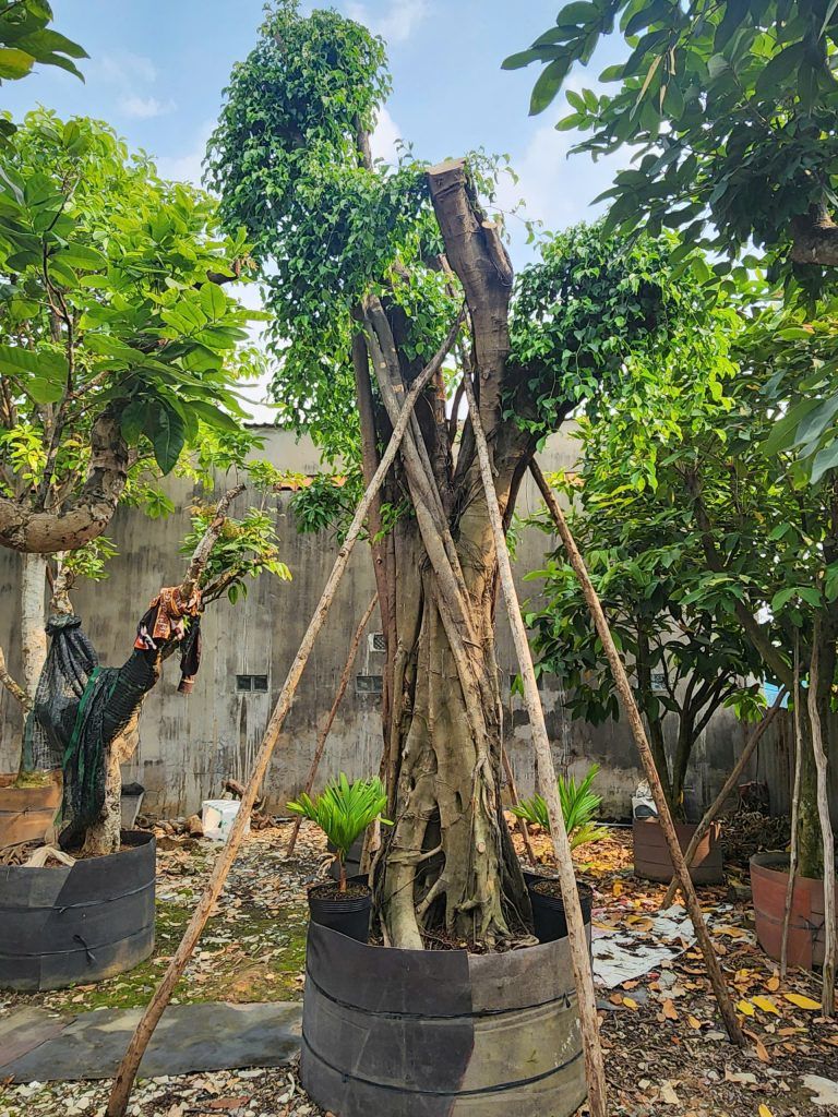 cây sanh bóng mát