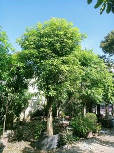 lộc vừng bóng mát