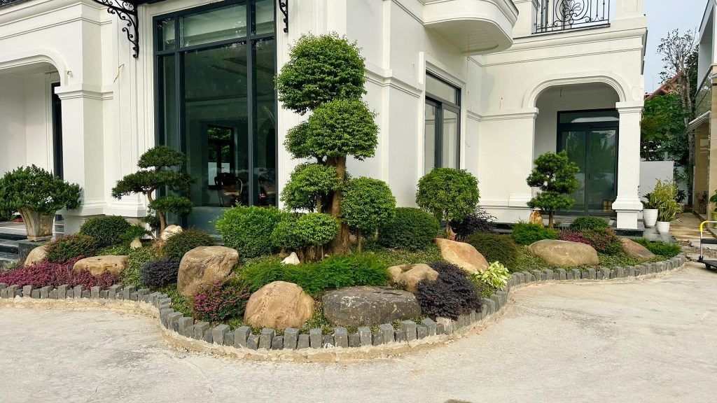 cây mai chiếu thuỷ