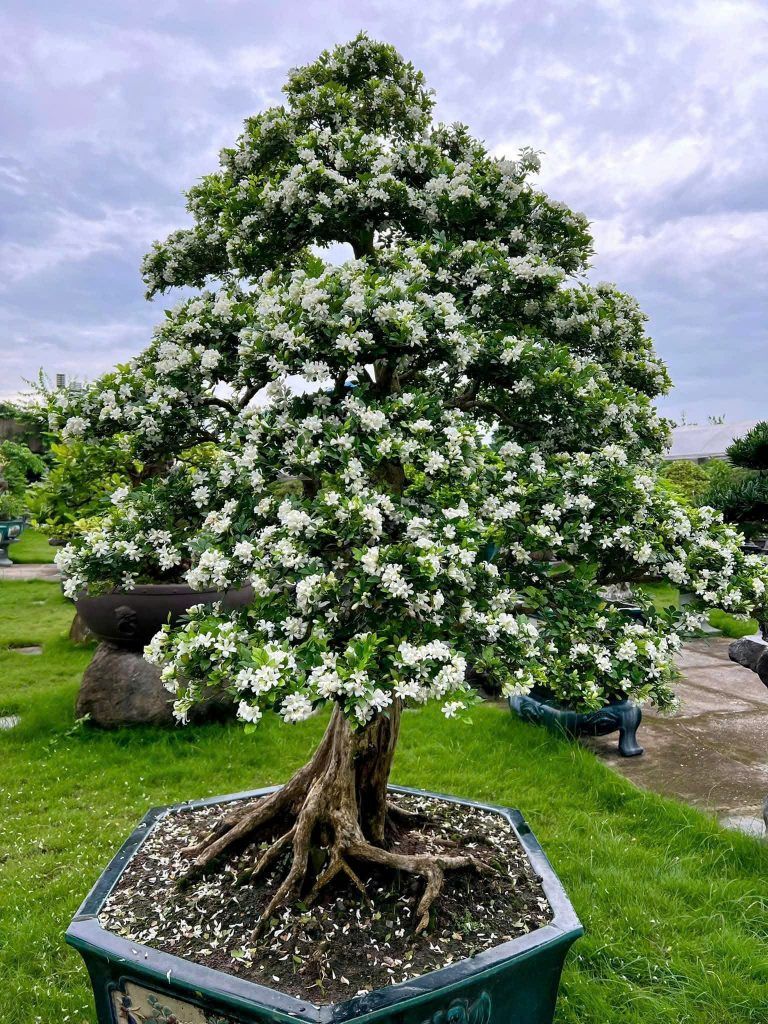 cây hoa nguyệt quế