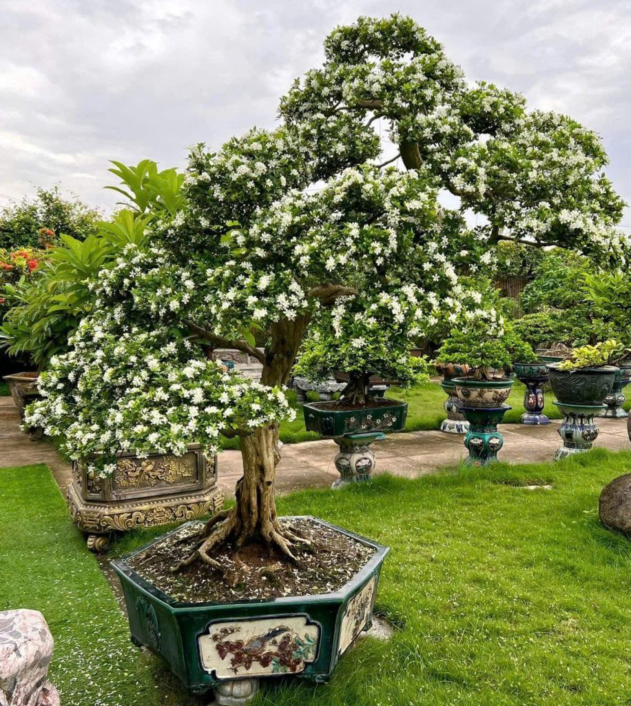 nguyệt quế bonsai