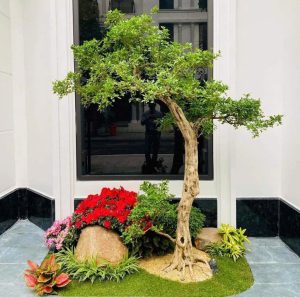 cây nguyệt quế đẹp