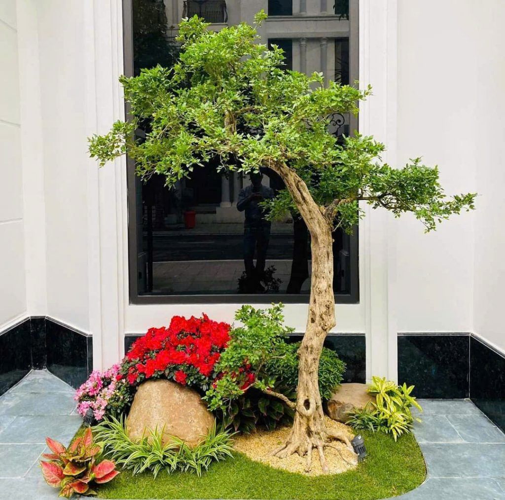 cây nguyệt quế đẹp