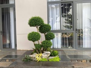 cây mai chiếu thuỷ đẹp