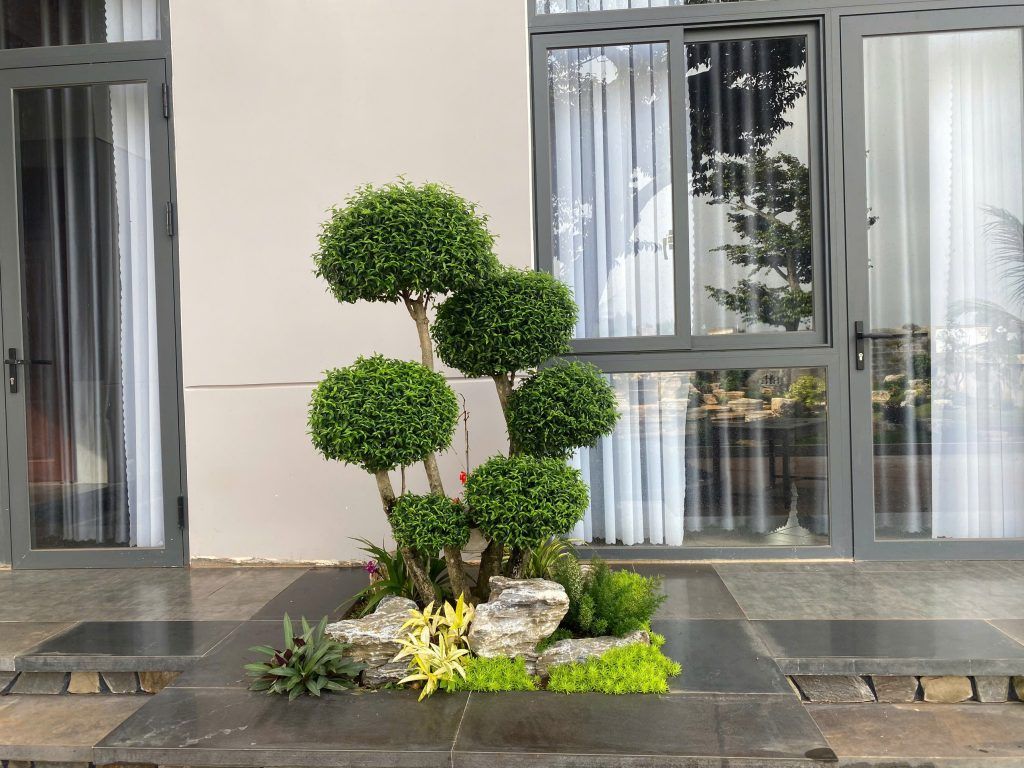 cây mai chiếu thuỷ đẹp