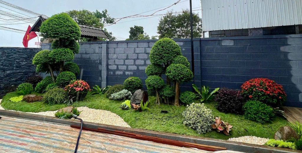 cây mai chấn thuỷ