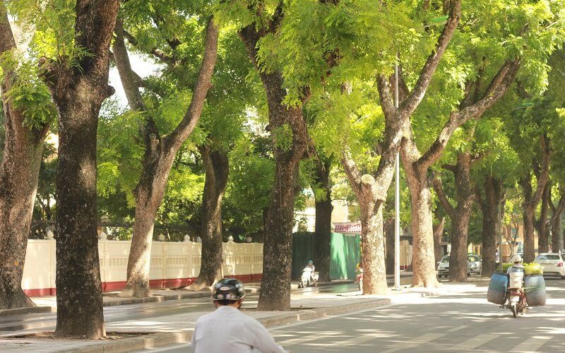 cây xà cừ