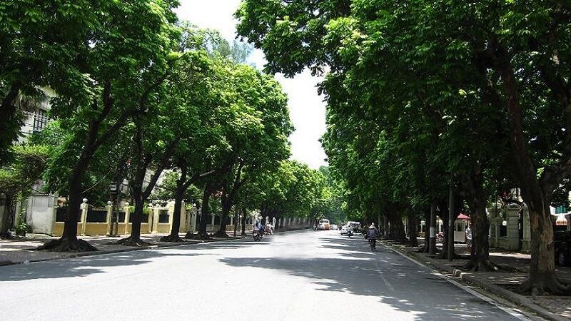 cây sọ khỉ