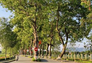 cây xà cừ