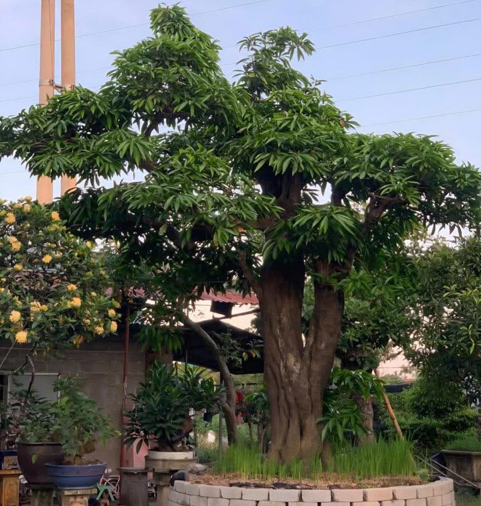 cây trứng gà