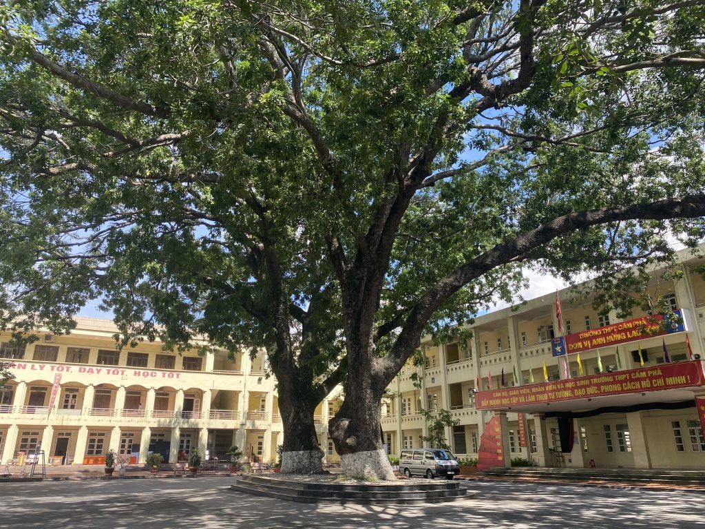 cây quả gỗ