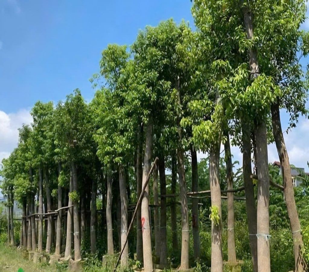 cây long não