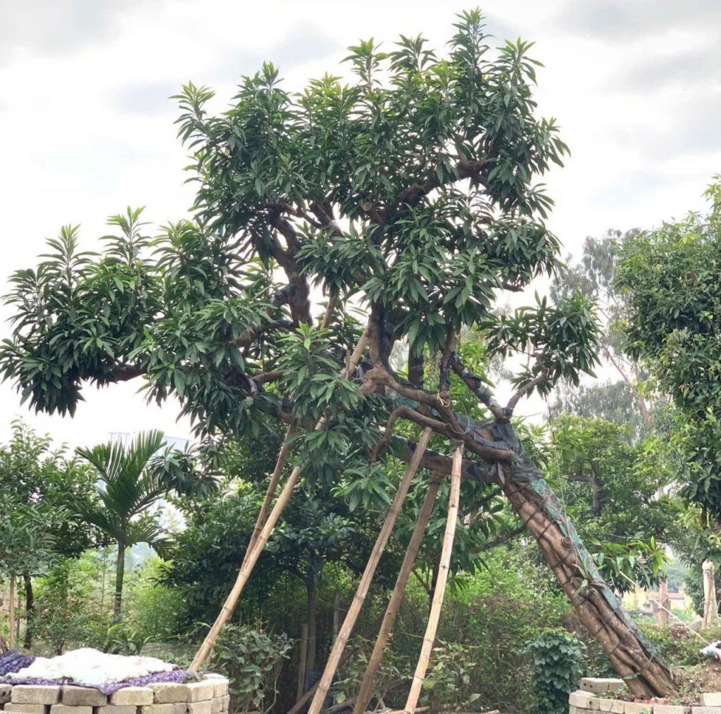 cây trứng gà