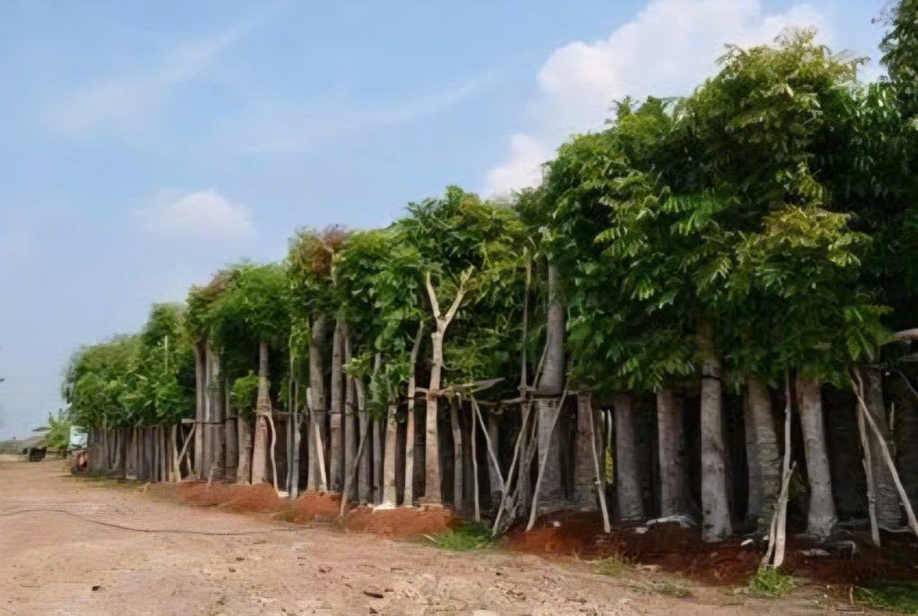 cây xà cừ