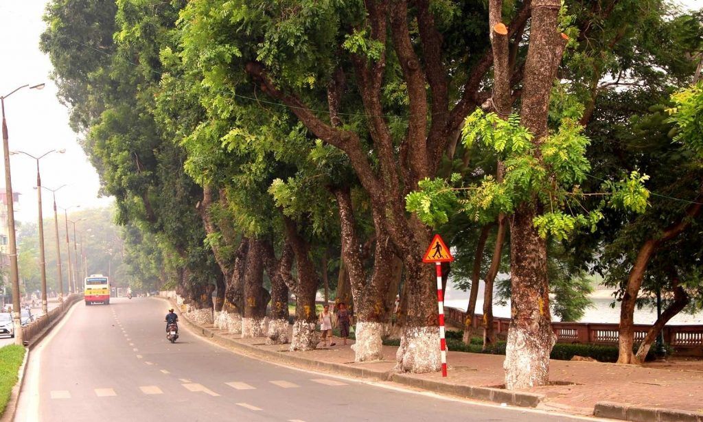 cây xà cừ