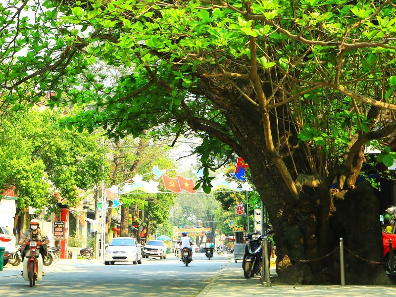 cây bàng ta