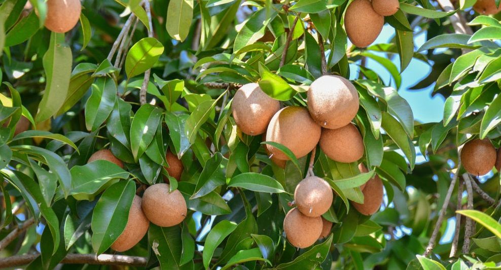 quả sa pô chê