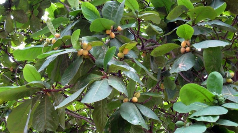 Quả Bàng