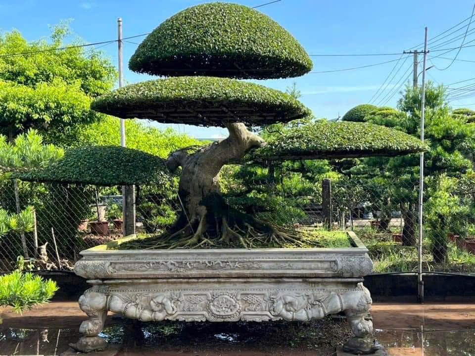 cây sanh dáng long