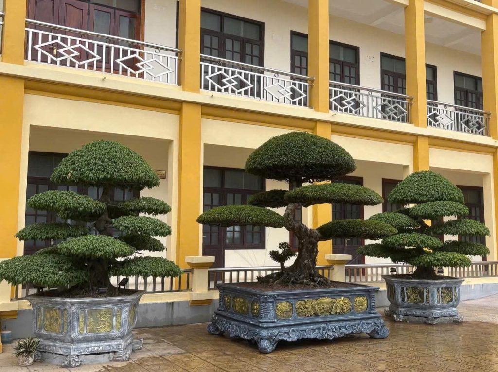 cây sanh dáng long