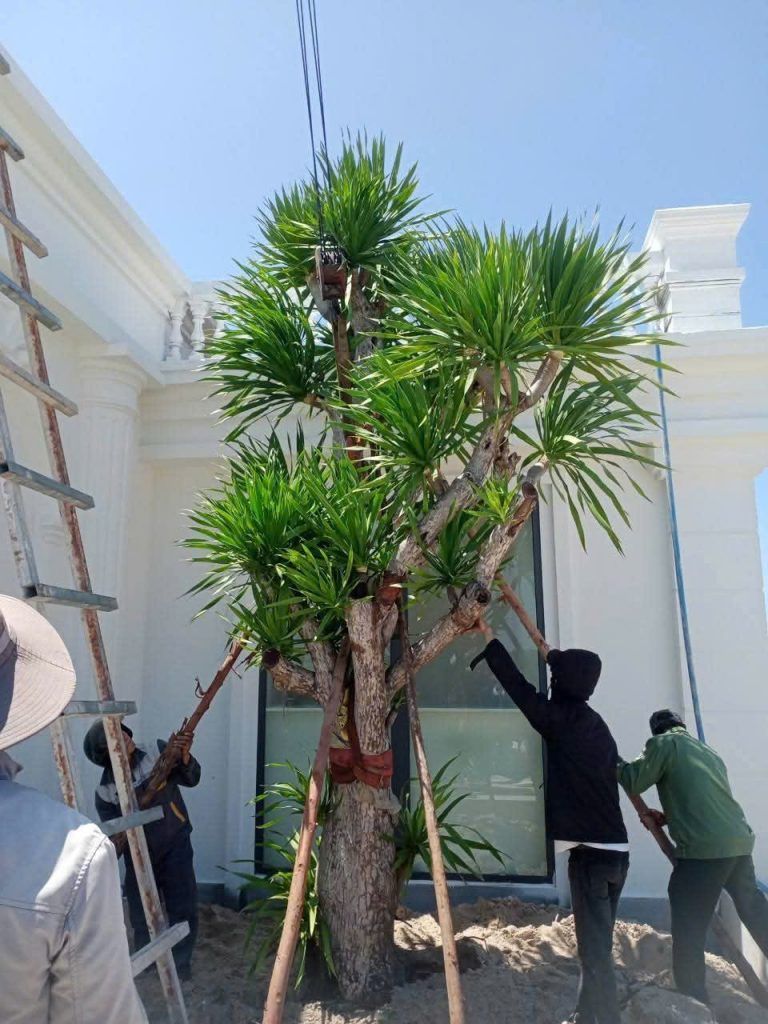 cây phất dụ rồng