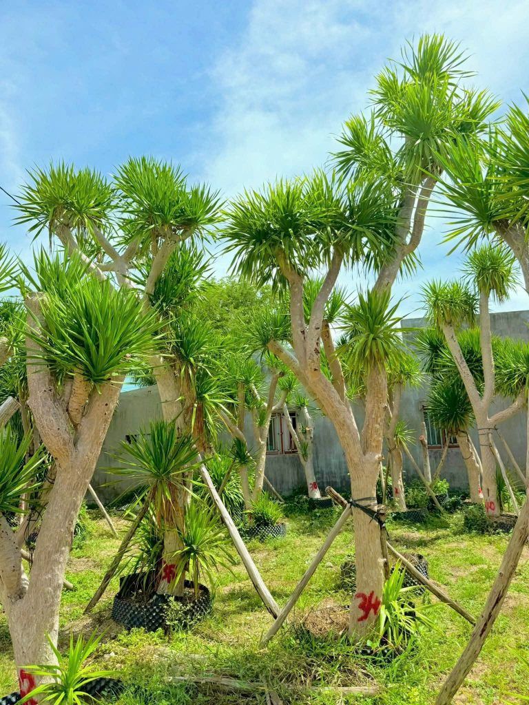 cây phát tài núi