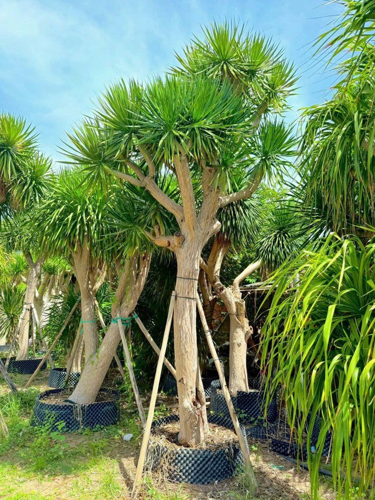 cây phát tài núi