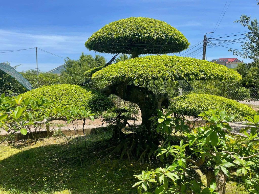 cây sanh nam điền