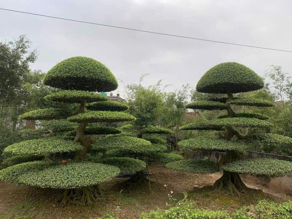 cây sanh dáng trực