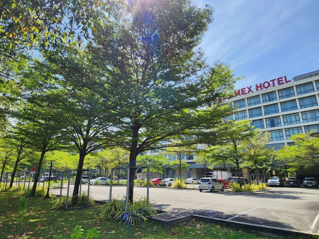 bàng đài loan giá rẻ