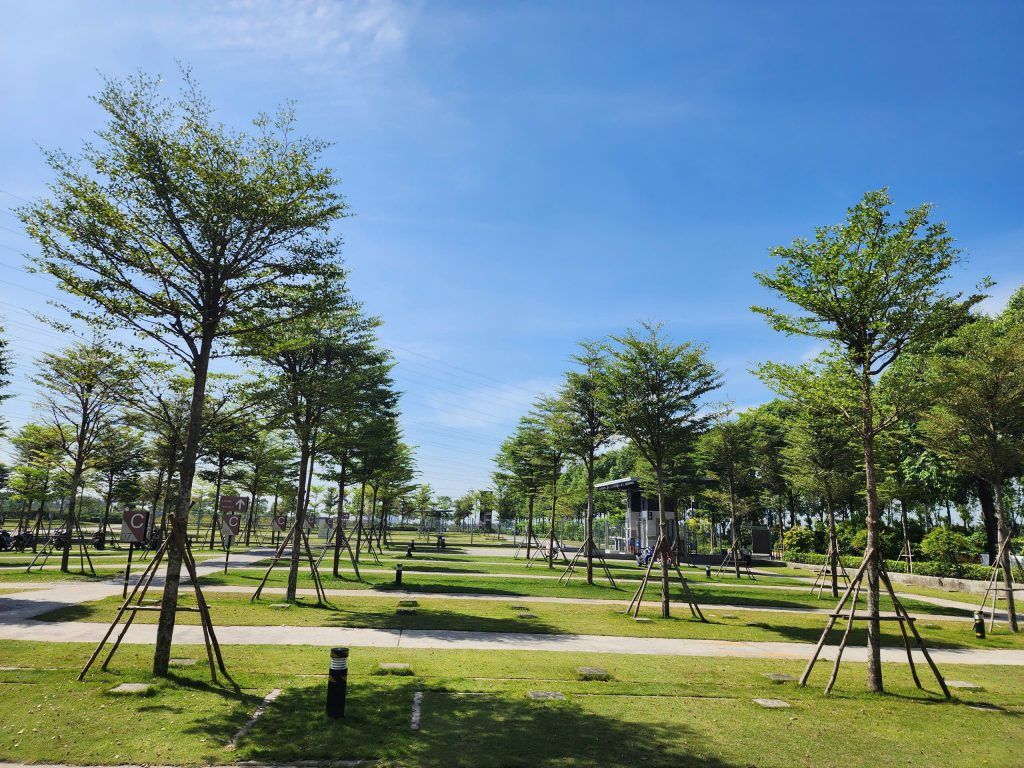 cây bàng đài loan